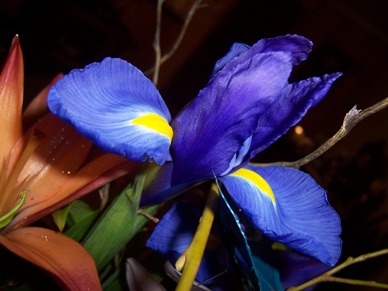 http://annaleis.files.wordpress.com/2006/07/flower-iris-1.JPG